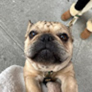 Meet your Posher, Molly